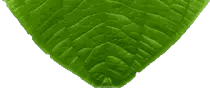 images/leafmenu7.png