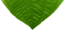 images/leafmenu8.png