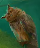 images/owl3.jpg