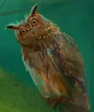 images/owl5.jpg