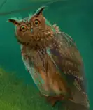 images/owl6.jpg