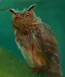 images/owl7.jpg