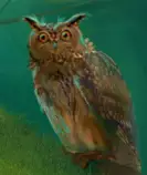 images/owl8.jpg
