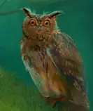 images/owl9.jpg