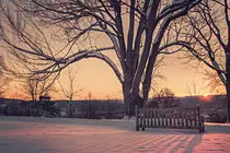 images/Work/project3/thumb-tree.jpg