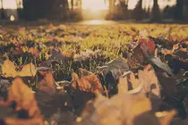 images/Work/project4/thumb-grass.jpg