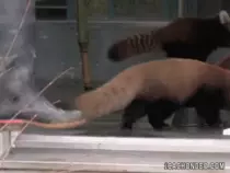 CursoWeb/t2/PaginaPersonalT2/img/panda.gif