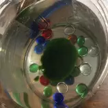 life/marimo.png