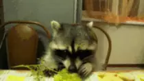 100.gif