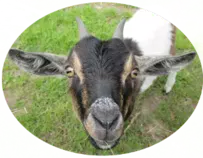 goat_logo1.png