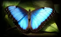 mariposa.jpg
