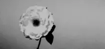 flower.gif