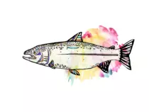 Artistillustrator/img/salmon03.png