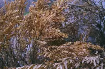 of_leaves/02210007.jpg