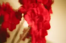of_leaves/02210013.jpg
