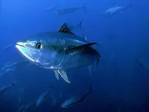 images/atun.jpg