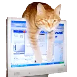 CatPC_03.gif