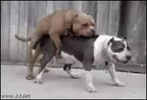 pictures/bg/dogpuke.gif