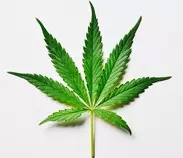 images/weed.jpg