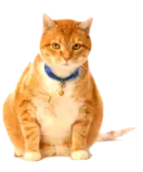 mod2/img/img-medium.png