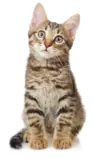 mod2/img/img-small.png