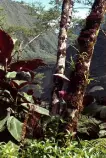 tahiti/tahiti04.jpg