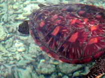 tahiti/turtle02.jpg