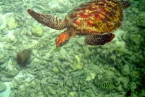 tahiti/turtle03.jpg
