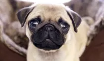 Photos/pug.jpeg