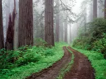 redwood2.gif
