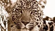 fondo-cara-de-leopardo-753.jpg