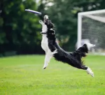 Frisbee-dog.jpg