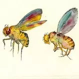 fruitfly.jpg