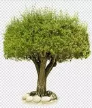 Imagenes/Arbol.jpg