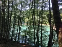 RESPONSIVE/img/bosque.jpg