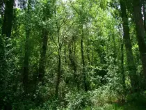 responsive/img/bosque.jpg