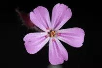 flower1.png
