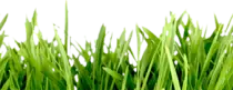 tp_backgrounds/images/cesped.png