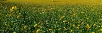 Modulo3-Tema1/girasoles3.jpg