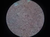 img/microscope1.jpeg