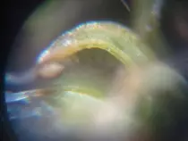 img/microscope2.jpeg
