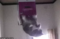 img/dump/cat1.gif
