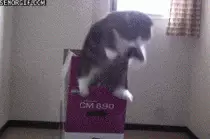 img/dump/cata.gif