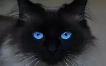 Blue-Eyes-Cat.jpg