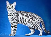 bengal.jpg