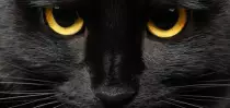 black-cat-eyes-close-up.jpg