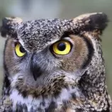 img/owl.jpg