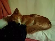 Ejercicio P2P opcional2.3/Sophie2.jpeg