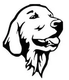 Dog.jpg