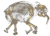 elefant.gif